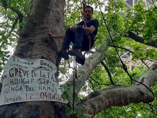 Thomas Brail dans un arbre Thomas Brail dans un arbre