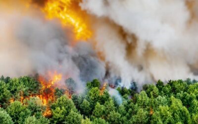 La Forêt de Fontainebleau brûle : en tirer les vraies leçons !